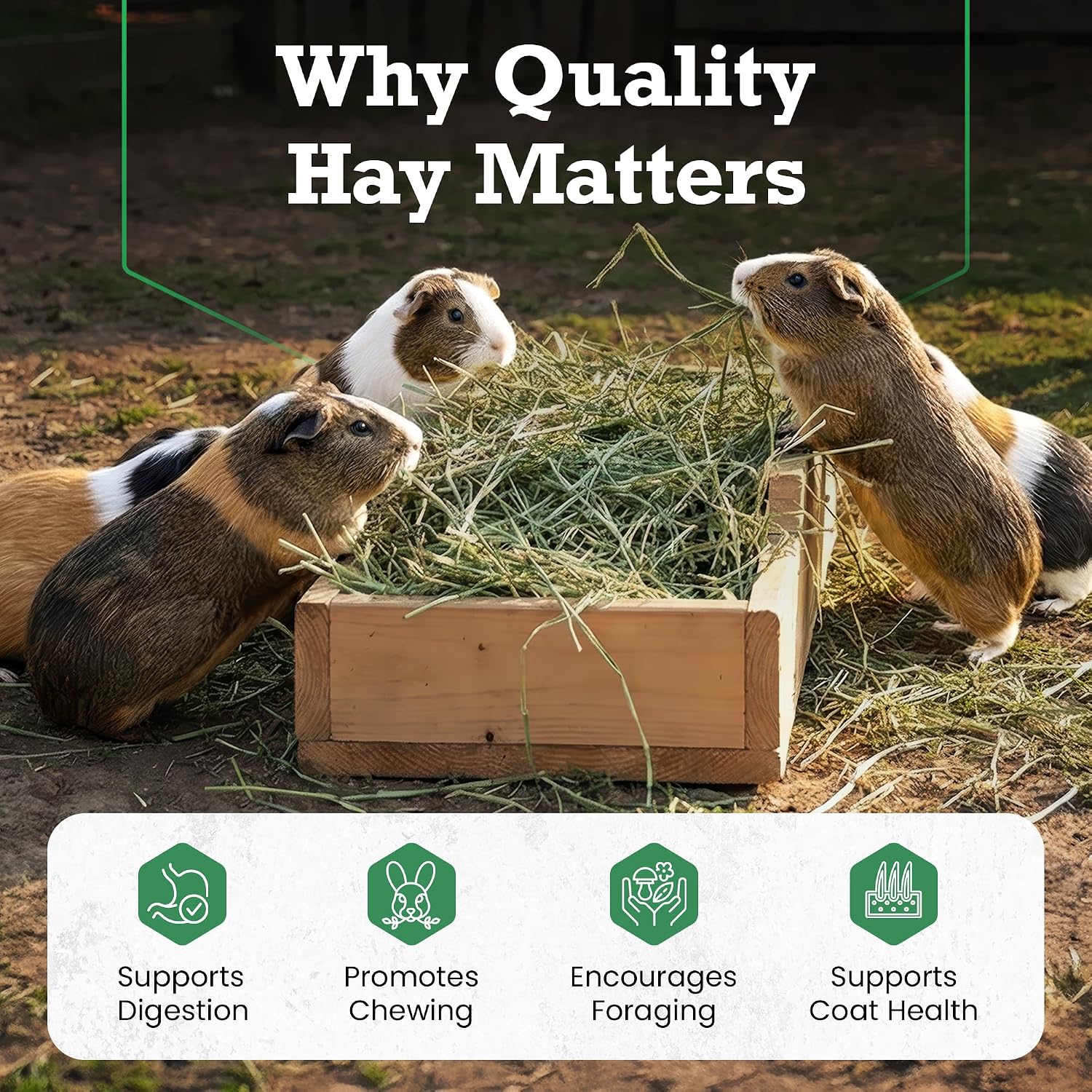 Border Valley Alfalfa Hay Bale in Bag, 40 lb - High Fiber Hay for Rabbits, Guinea Pigs, Chinchillas, Tortoises, Horses and Livestock - Protein-Rich Plant-Based Nutrition, Farm-to-Home Freshness - Image 4