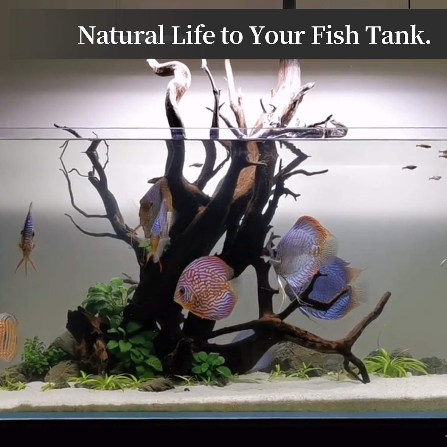 majoywoo Natural Large Driftwood for Aquarium Decor Reptile Decor, Fewer Branches 12.5-18" 2Pcs - Image 5