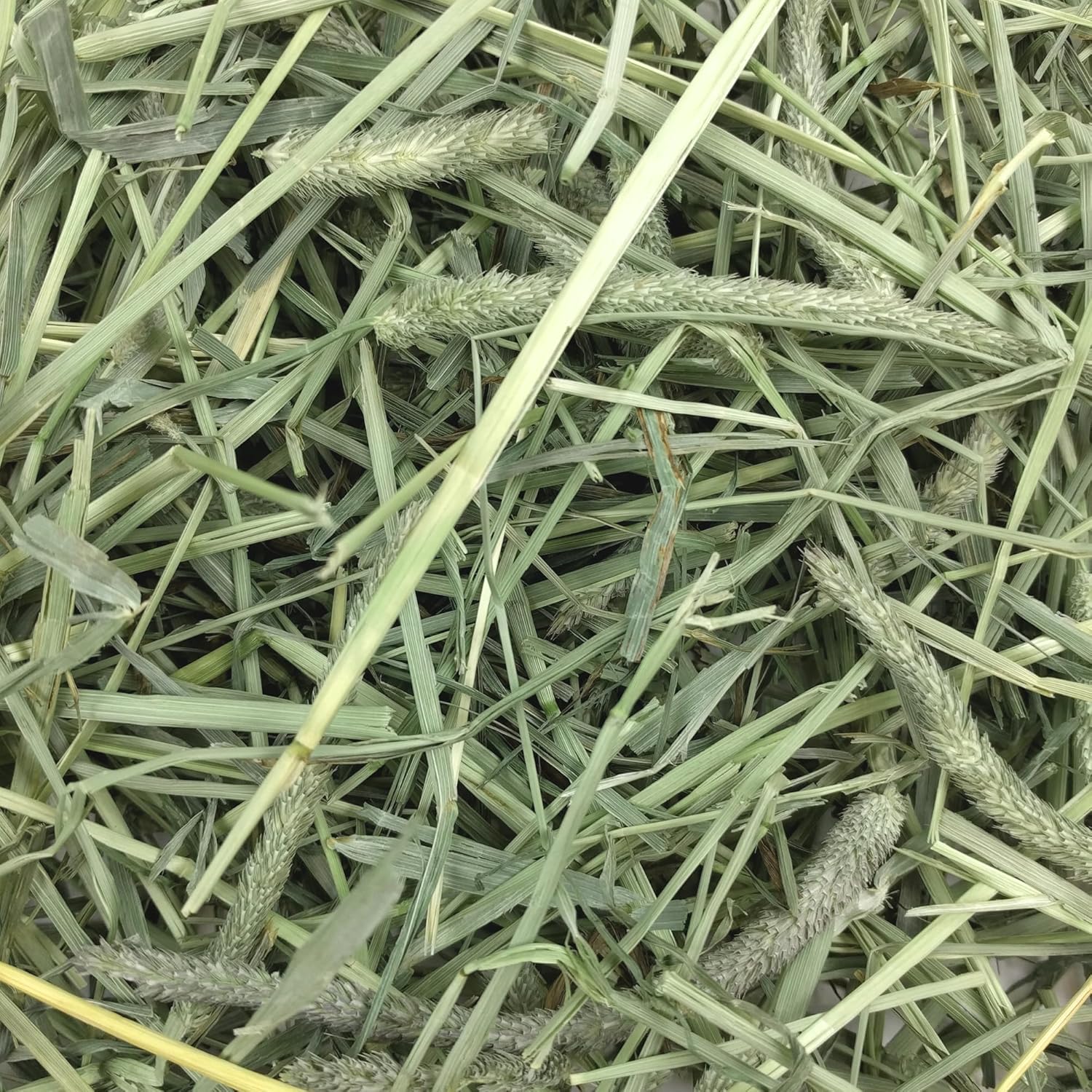 Oxbow Western Timothy Hay for Small Pets – All-Natural Grass Hay for Rabbits, Guinea Pigs, and Chinchillas – High Fiber for Digestive Health and Dental Support – 40 oz Bag - Image 6