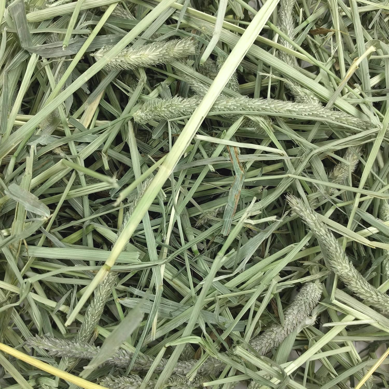Oxbow Western Timothy Hay for Small Pets – All-Natural Grass Hay for Rabbits, Guinea Pigs, and Chinchillas – High Fiber for Digestive Health and Dental Support – 40 oz Bag - Image 7