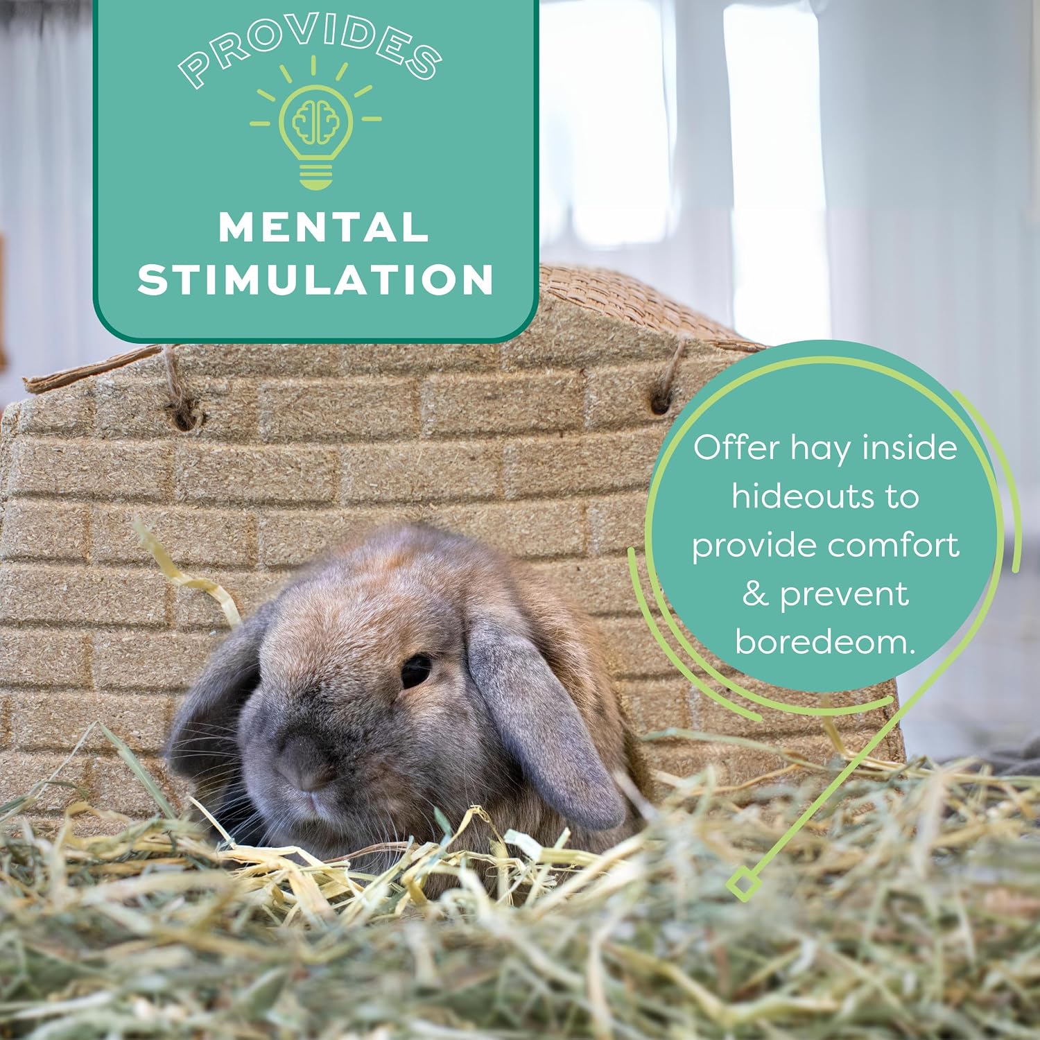Oxbow Western Timothy Hay for Small Pets – All-Natural Grass Hay for Rabbits, Guinea Pigs, and Chinchillas – High Fiber for Digestive Health and Dental Support – 40 oz Bag - Image 13