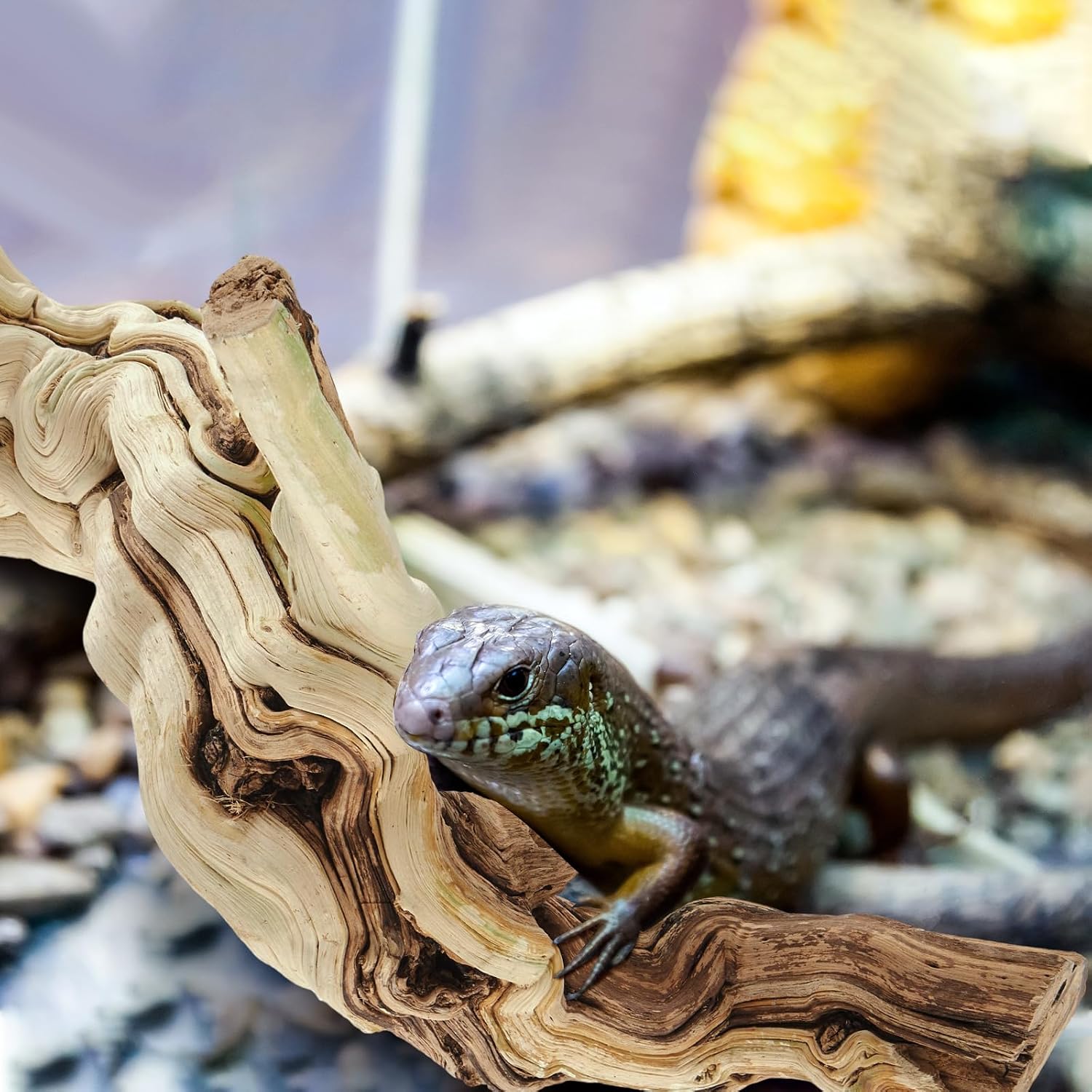 Janinka 14-17" Length Large Wood Reptile Branch for Bearded Dragon Driftwood Reptile Climbing Habitat Decoration for Terrarium Tree Trunk Ornament Gecko Frog Chameleon Spider - Image 5