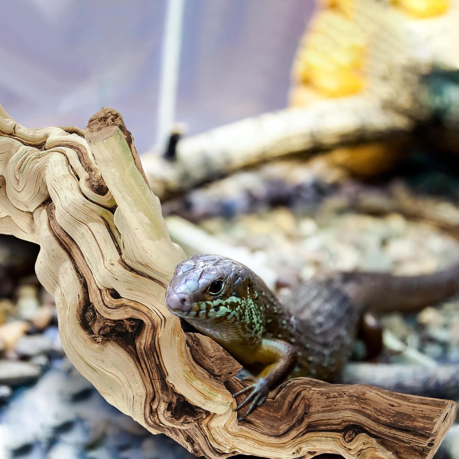 Janinka 10-12" Length Large Wood Reptile Branch for Bearded Dragon Driftwood Reptile Climbing Habitat Decoration for Terrarium Tree Trunk Ornament Gecko Frog Chameleon Spider - Image 5