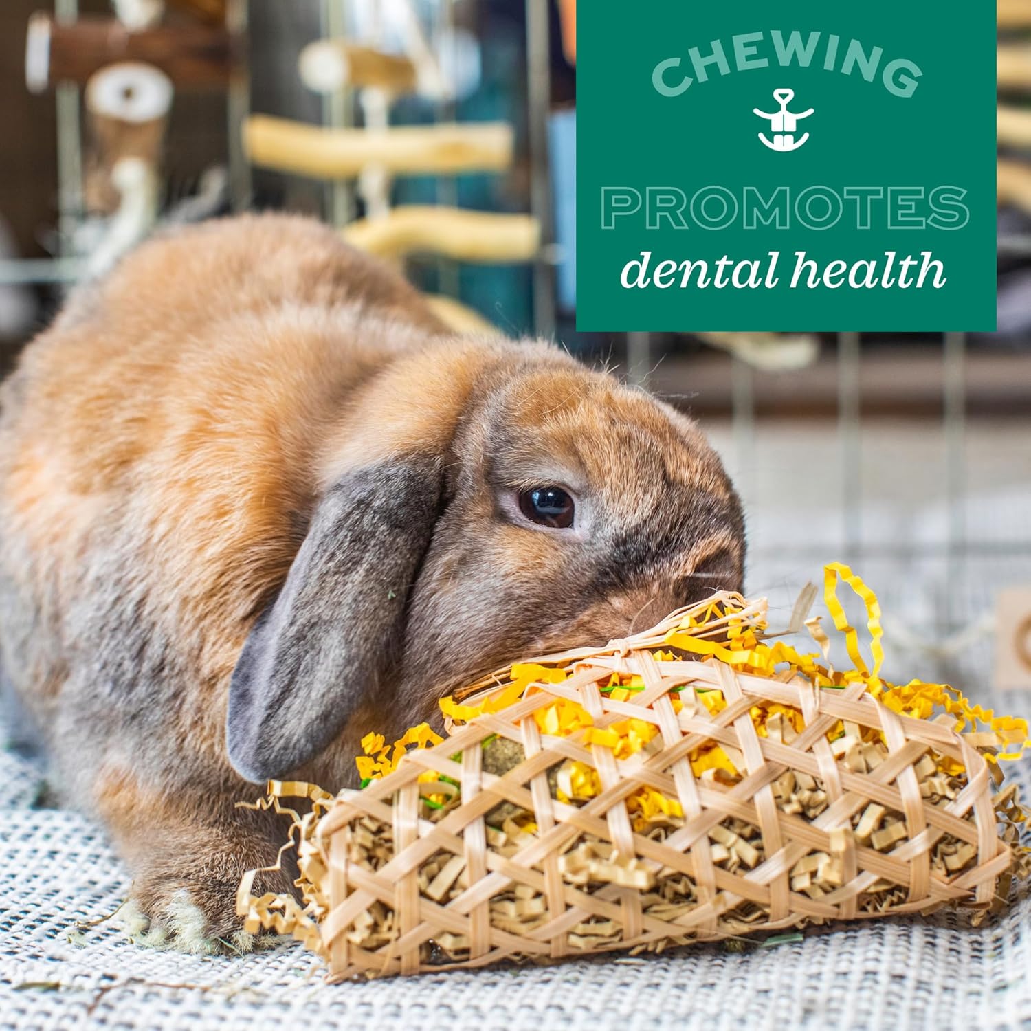 Oxbow Enriched Life Apple Stick Bouquet, Rabbit & Guinea Pig Toys, Small Animal Enrichment Chew for Bunny, Hamster, Chinchilla, Natural Play Chew Toy for Habitat Variety and Cage Accessories - Image 6