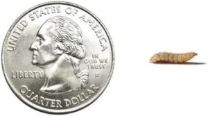 100 Large Live Soldier Fly Larvae, ...
