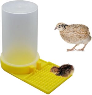 Baby Bird Button Quail Yellow Water...