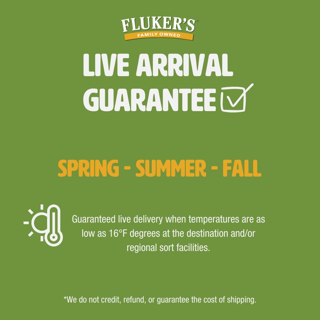 Fluker's Live Crickets, 100 Count Feeder Insects for Reptiles, Chickens, and Birds, Large (Approx. 3/4") - Image 6
