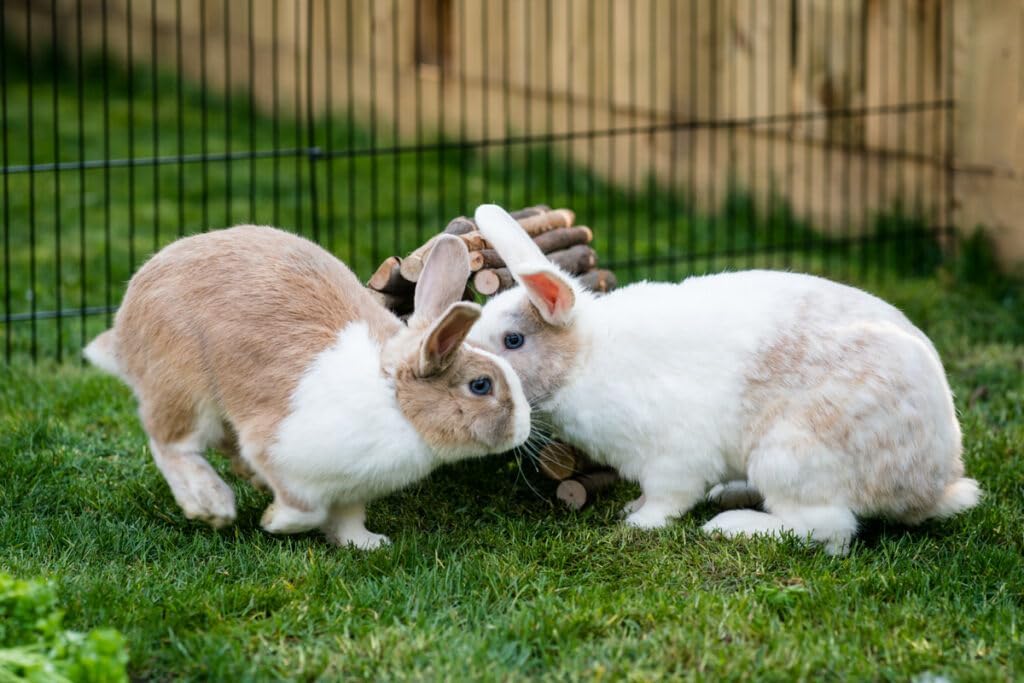New Country Organics Rabbit Food Pellets | Essential Bunny Supplies | Corn-Free and Soy-Free | 15% Protein Rabbit Feed for Healthy Hoppers | Certified Organic and Non-GMO | 40 lbs - Image 2