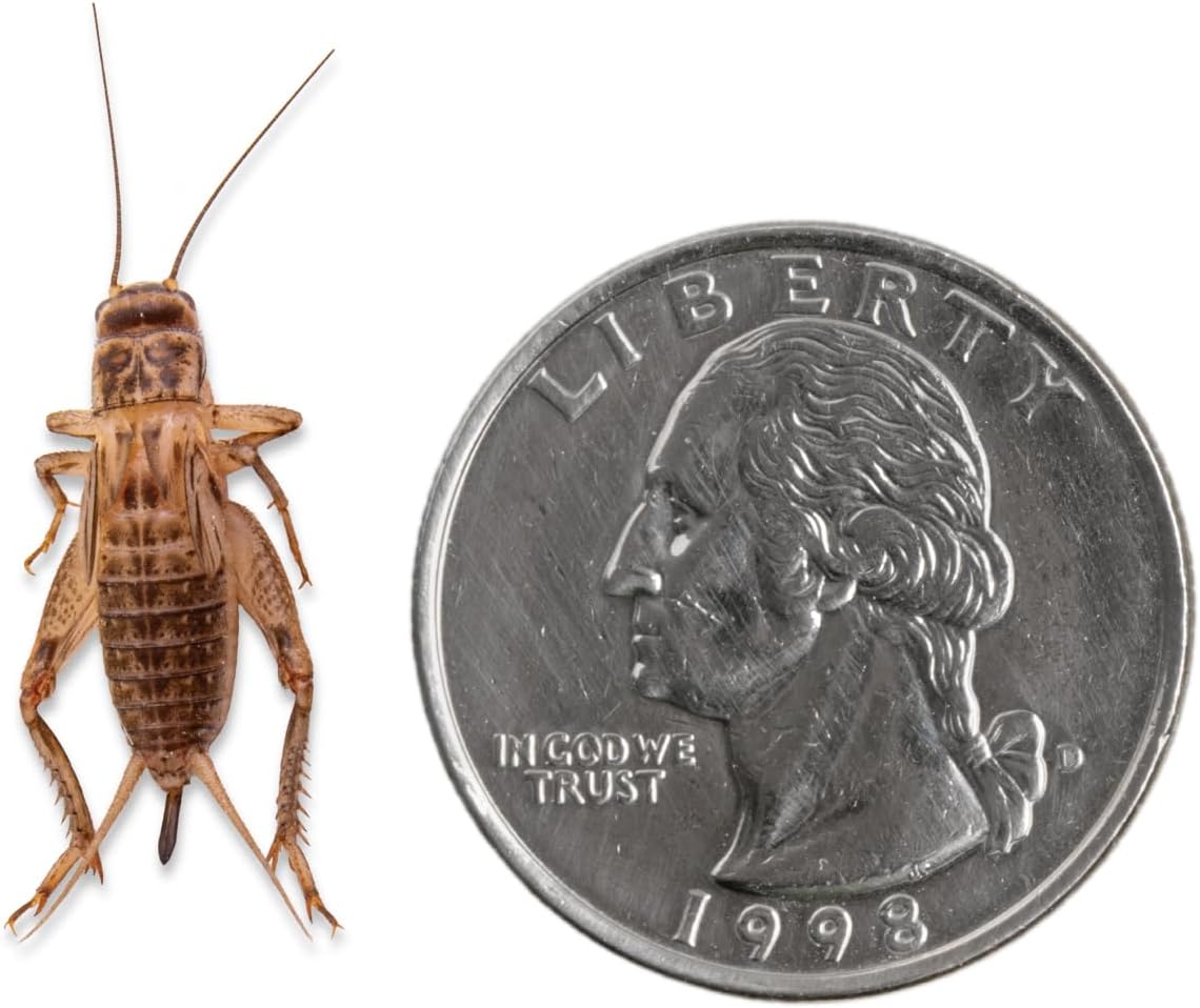 Fluker's Live Crickets, 100 Count Feeder Insects for Reptiles, Chickens, and Birds, Large (Approx. 3/4") - Image 2