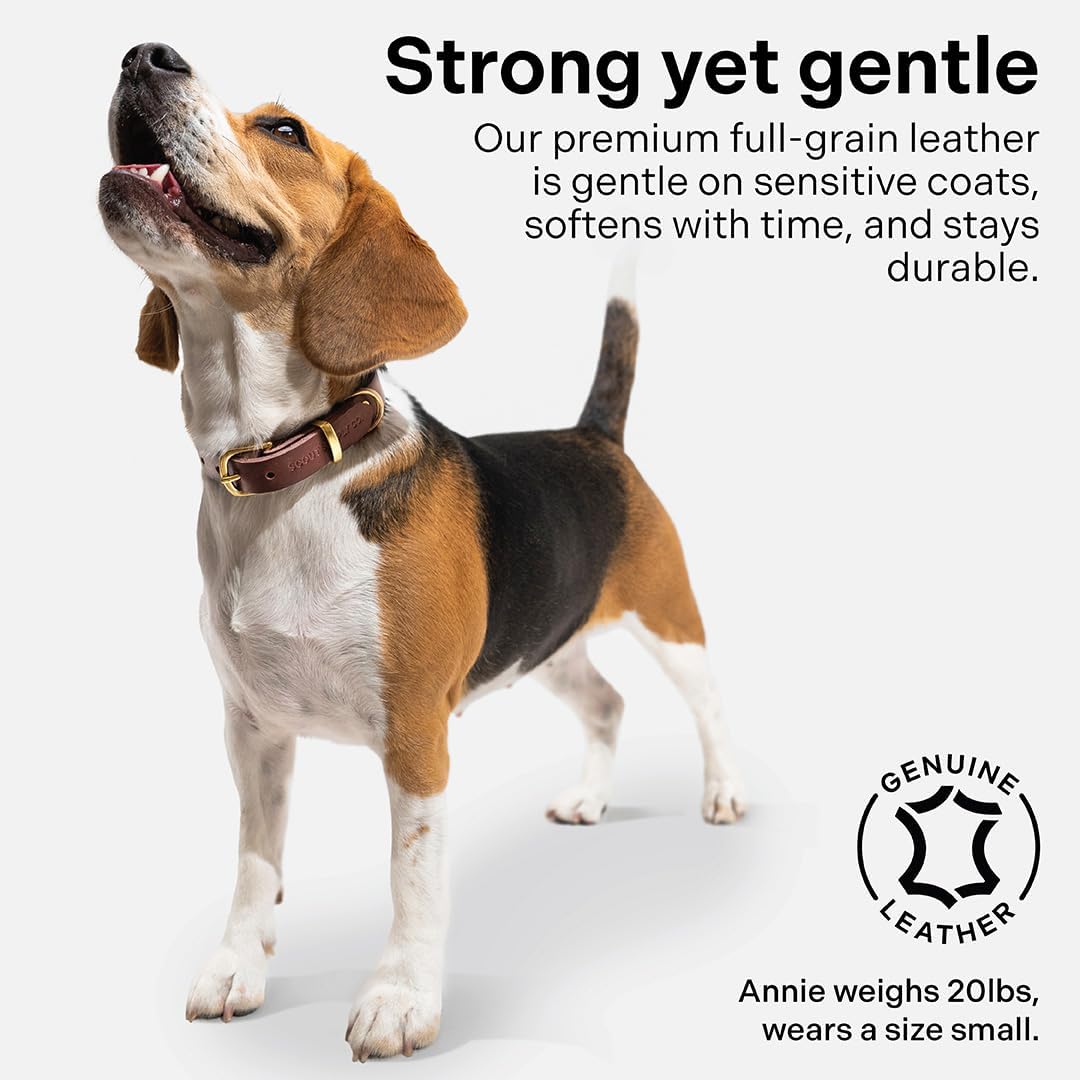Scout Supply Classic Leather Dog Collar | Heavy Duty Thick Full Grain Leather | Waterproof & Rust-Proof Brass Hardware | Dark Brown (S: 0.8" Wide for 10.5"-13.5" Neck) - Image 3