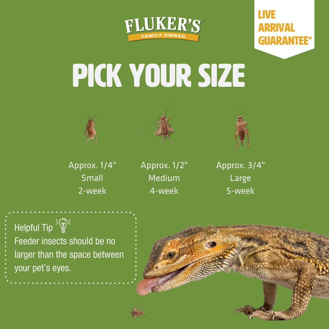 Fluker's Live Crickets, 100 Count Feeder Insects for Reptiles, Chickens, and Birds, Large (Approx. 3/4") - Image 7