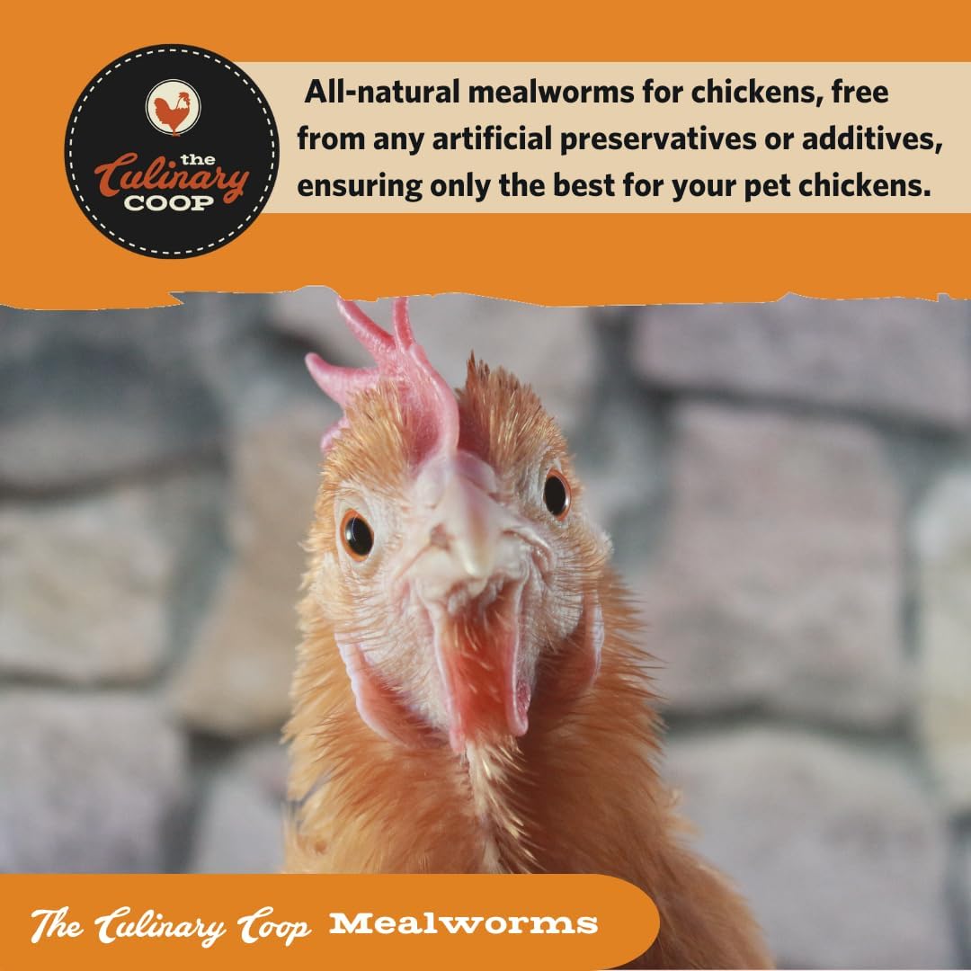 Fluker's Culinary Coop Premium Chicken Treats, Mealworms 3.5 oz, High Protein Worm, Nutritious Treat - Image 7