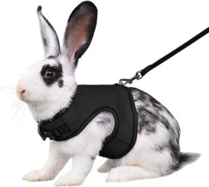 Black Bunny Harness and Leash, Esca...