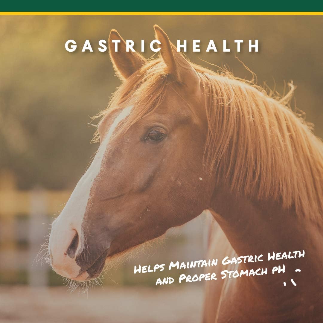 Corta-Flx U-Gard Pellets for Horses – Equine Digestive Health Supplement for Ulcer Prevention and Gastric Support – Nutritional Formula for Gut Health and Comfort – 10 lb Bucket - Image 2
