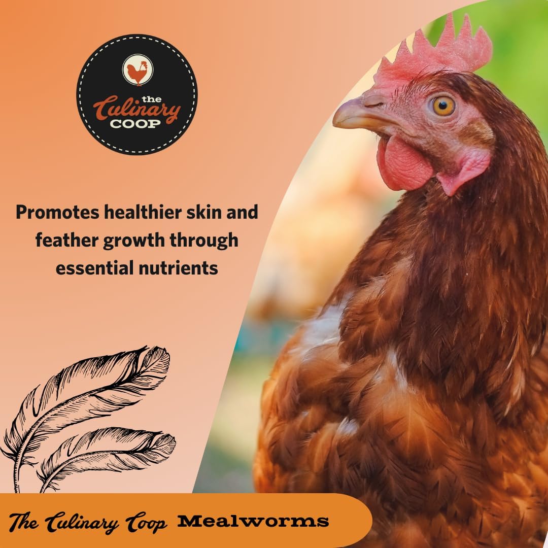 Fluker's Culinary Coop Premium Chicken Treats, Mealworms 3.5 oz, High Protein Worm, Nutritious Treat - Image 5