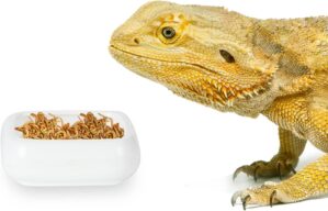 Ceramic Reptile Food Bowls, Reptile...