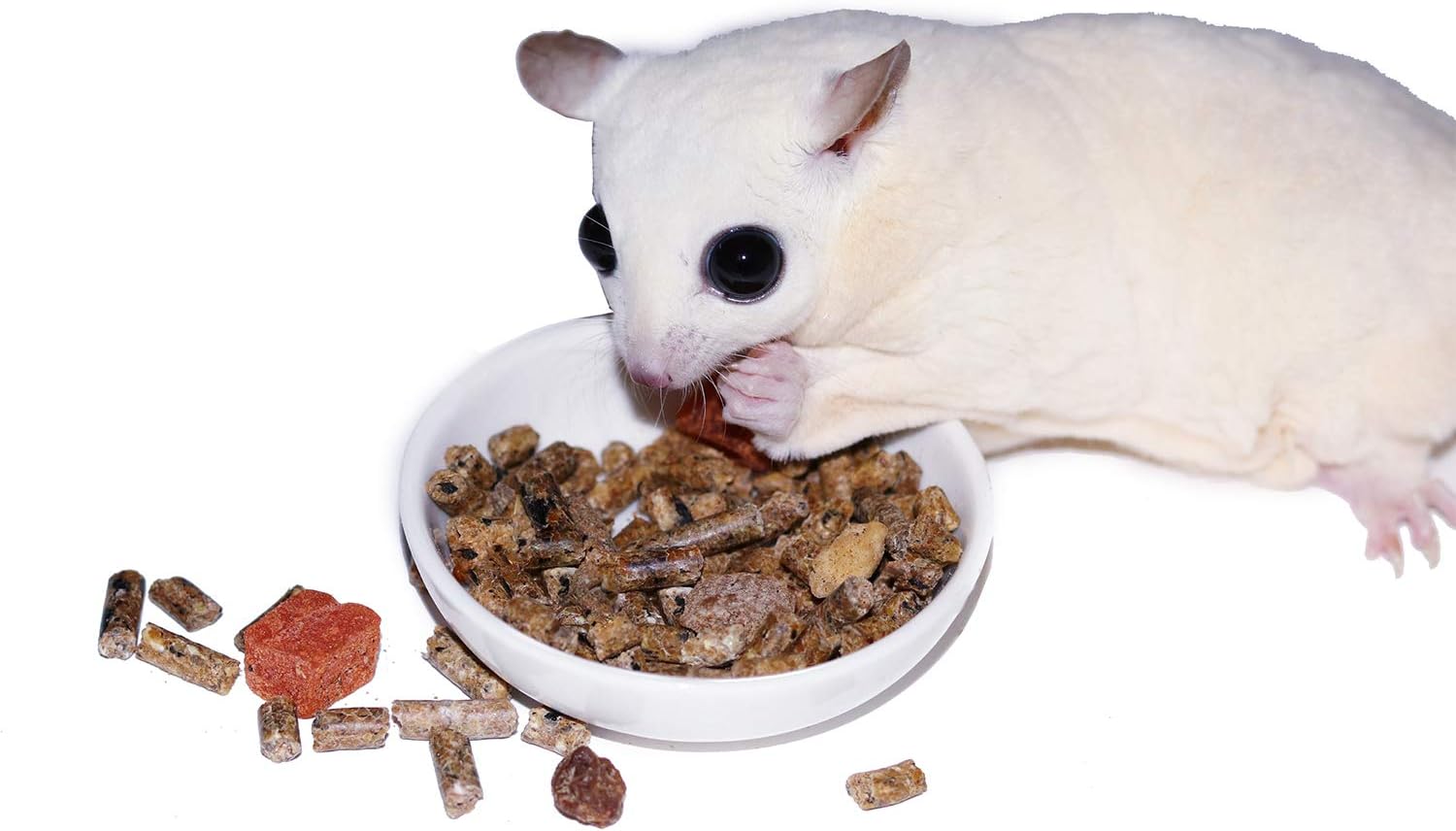 Glider Complete - Healthy High Protein Nutritionally Complete Staple Diet Sugar Glider Food (2 lb) - Image 4