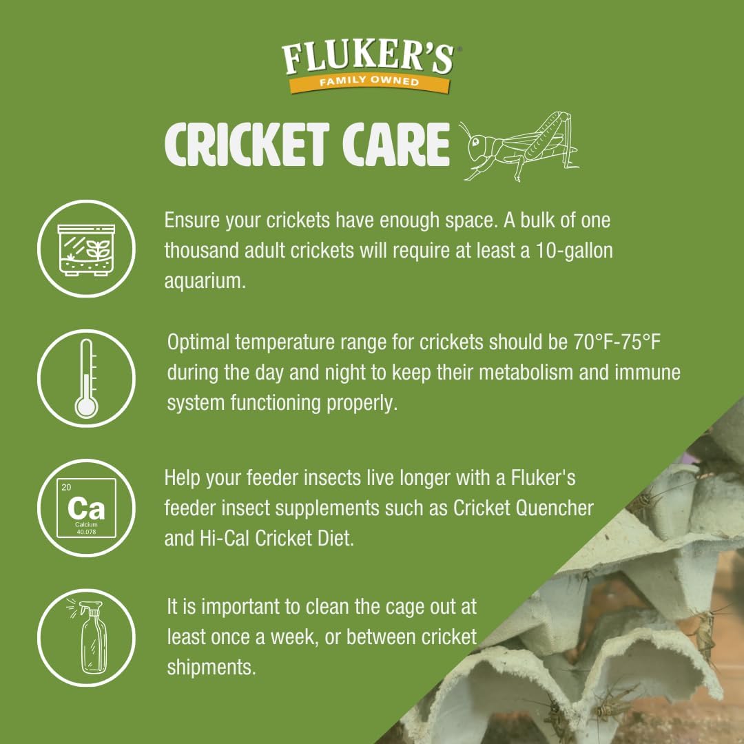 Fluker's Live Crickets, 100 Count Feeder Insects for Reptiles, Chickens, and Birds, Large (Approx. 3/4") - Image 5