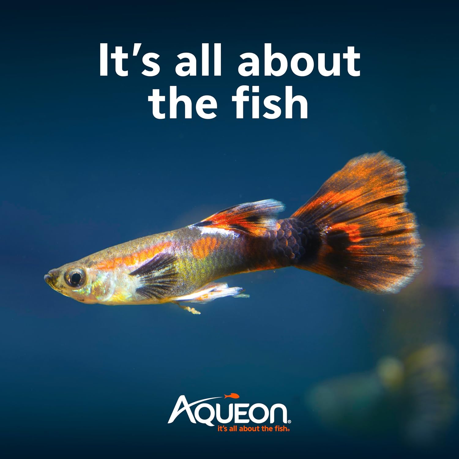 Aqueon Aquarium Starter Kit with Smart Clean Filtration and LED Lighting, Freshwater and Saltwater Fish, Perfect for Tetras, Guppies, Platies, 10-Gallon - Image 8