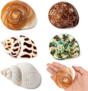 5PCS Medium and Large Hermit Crab S...
