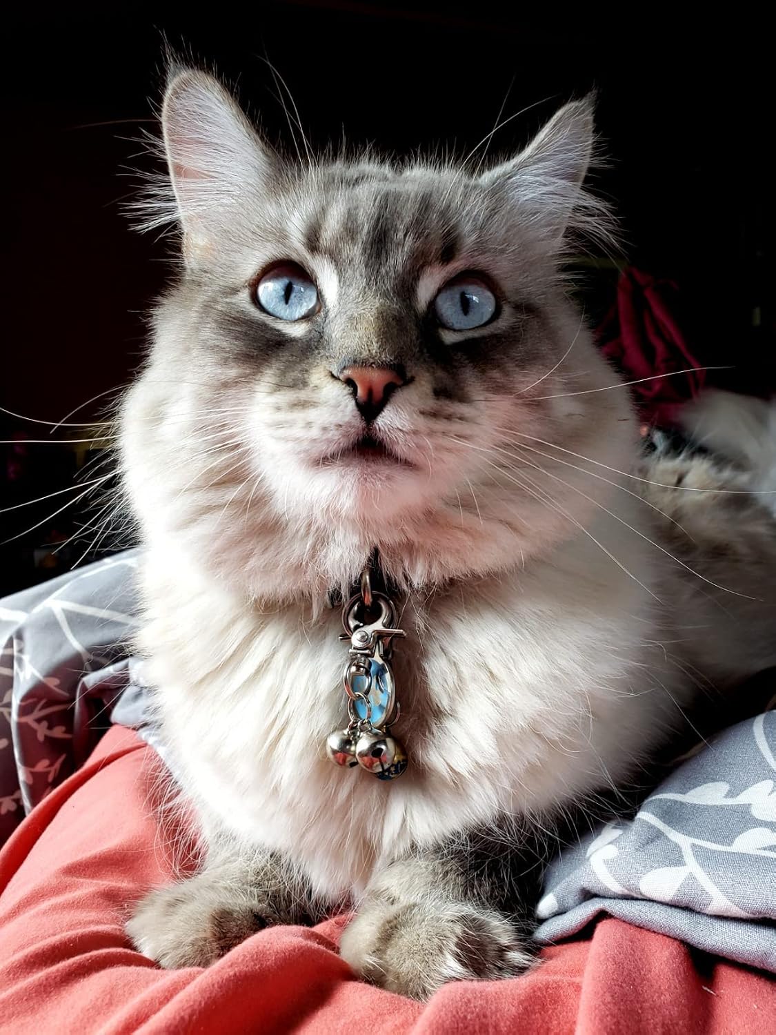 EXPAWLORER Cat Bell 2 Pack - Cat Collar Accessories Bells Loud with Claw Buckle, Pet Jingle Charm Ornament Training Pendant Jewelry, Tracker for Saving Birds, Neck Decoration for Dogs Kitten, Silver | Pet Bell Jingle Collar Charm Ornament Training Pendant Jewelry with Buckle, Loud Tracker for Saving Birds, Silver - Image 6