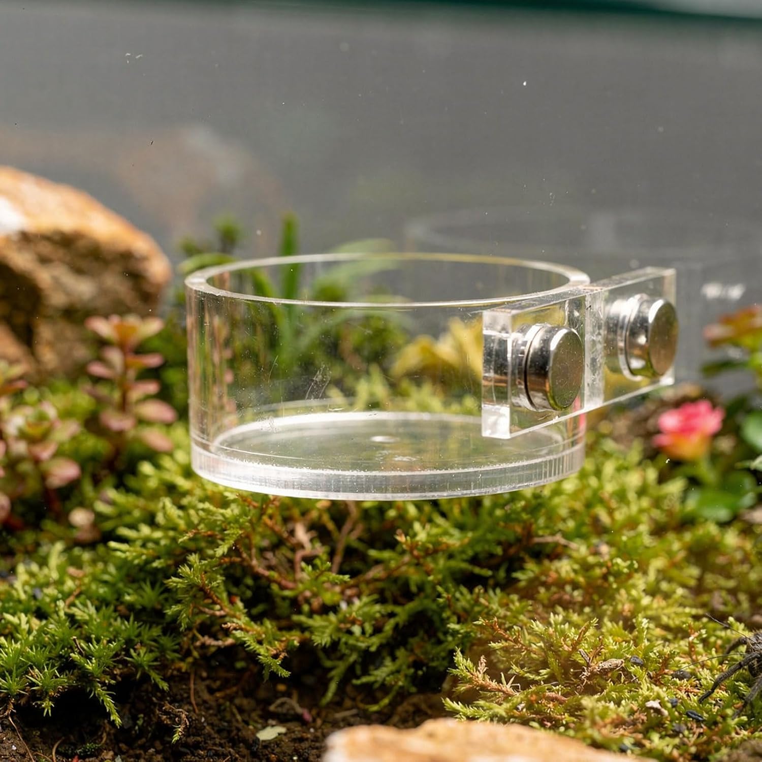 Jumping Spider Feeding Dish Set, Magnetic Water Bowl Dispenser Feeding Food Dish with Reptile Tweezers Jumping Spider Enclosure Accessories Kit for Tarantula Mantis Small Reptiles Pets - Image 6