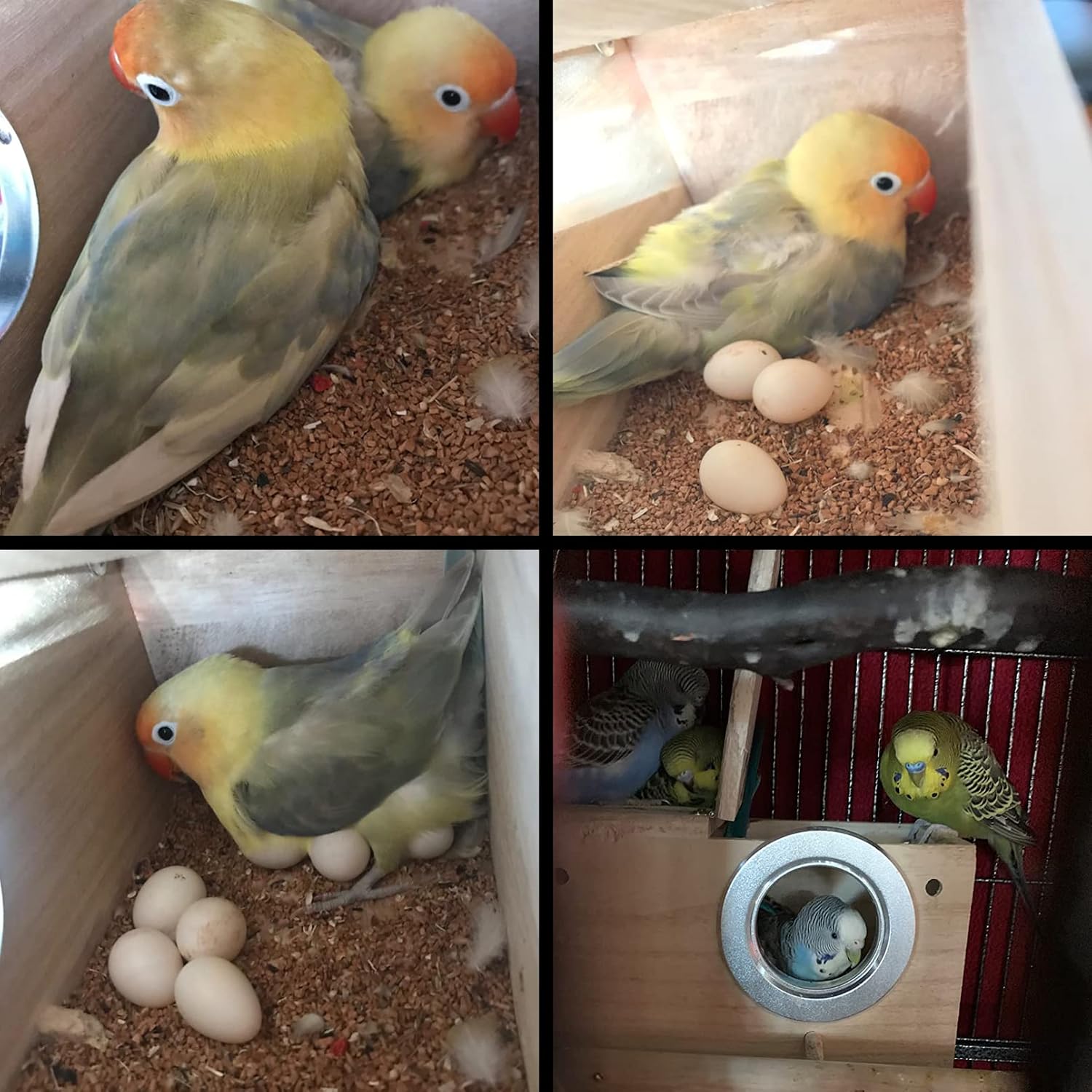 PINVNBY Parakeet Nesting Box Bird House Wood Breeding Box Parrots Mating Box for Lovebirds Budgie Finch Cockatoo Canary and Medium-Sized Birds(S) - Image 2