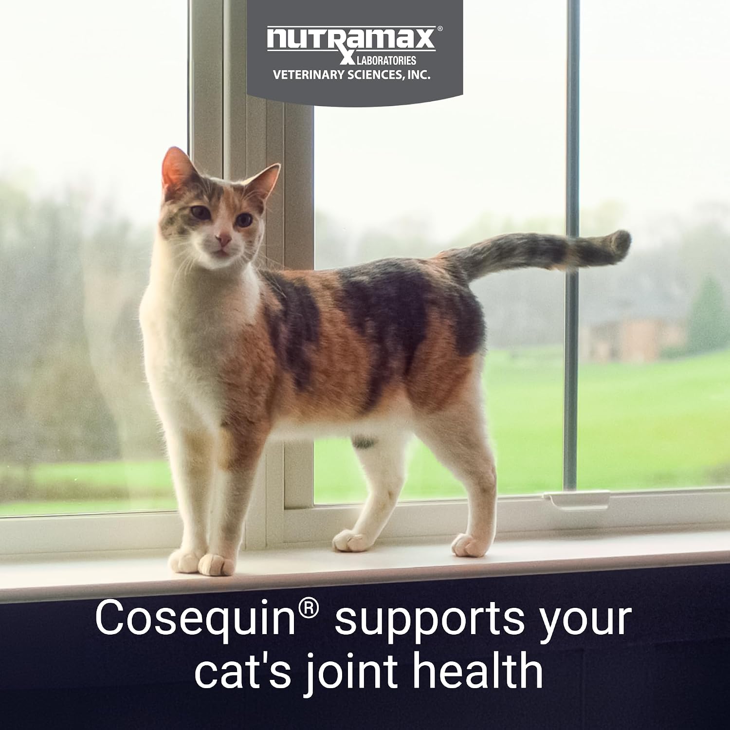 Nutramax Cosequin Joint Health Supplement for Cats, Soft Chews, 60ct | Supports Joint, Skin & Coat Health, Glucosamine & Chondroitin for Cats with Omega-3s, Soft Chews, All Ages & Sizes - Image 2