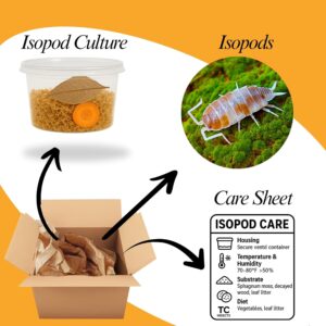 Live 10ct Powder Orange Cream Isopo...