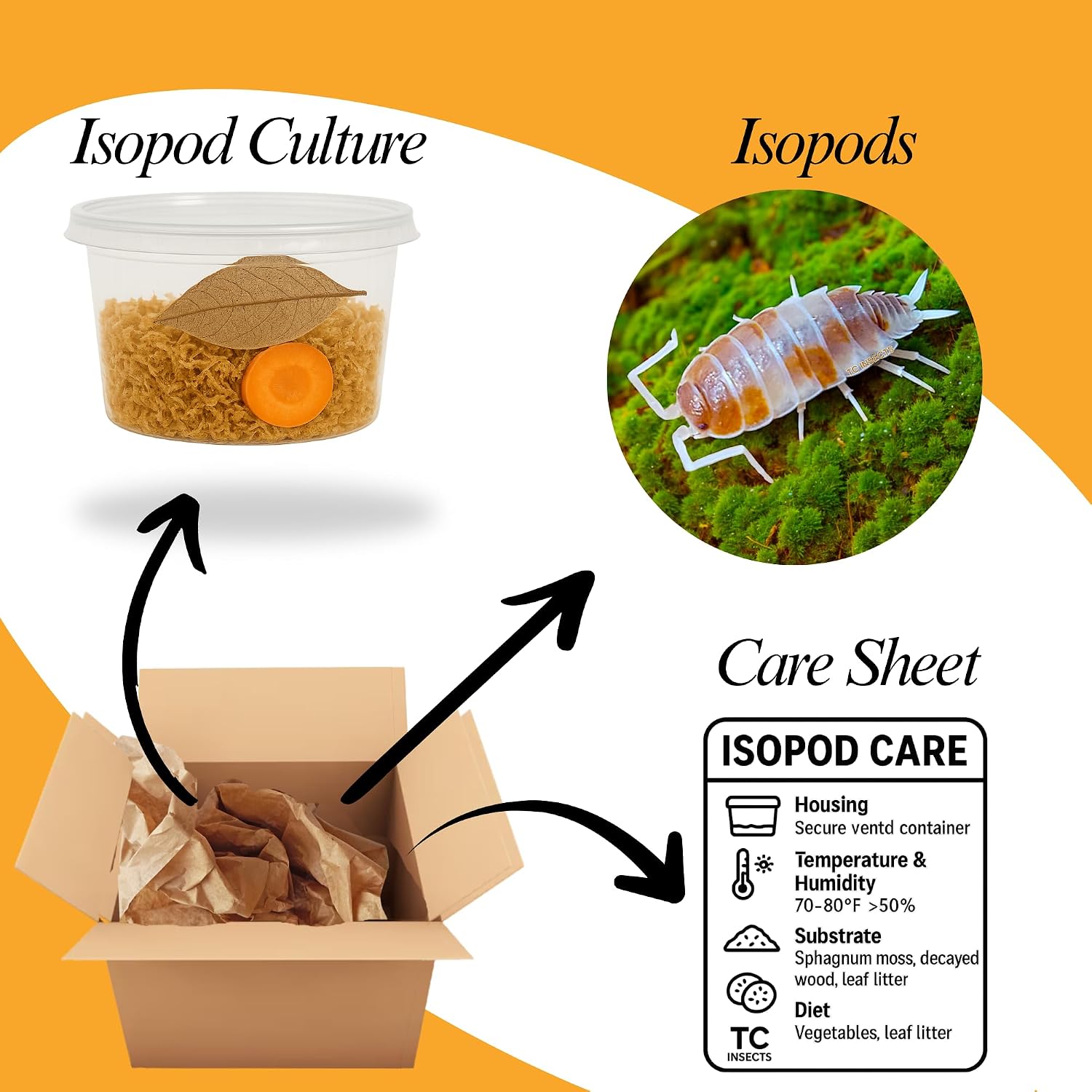 Live 10ct Powder Orange Cream Isopods (Porcellionides Pruinosus) Cleanup Crew & Reptile Food - by TC INSECTS