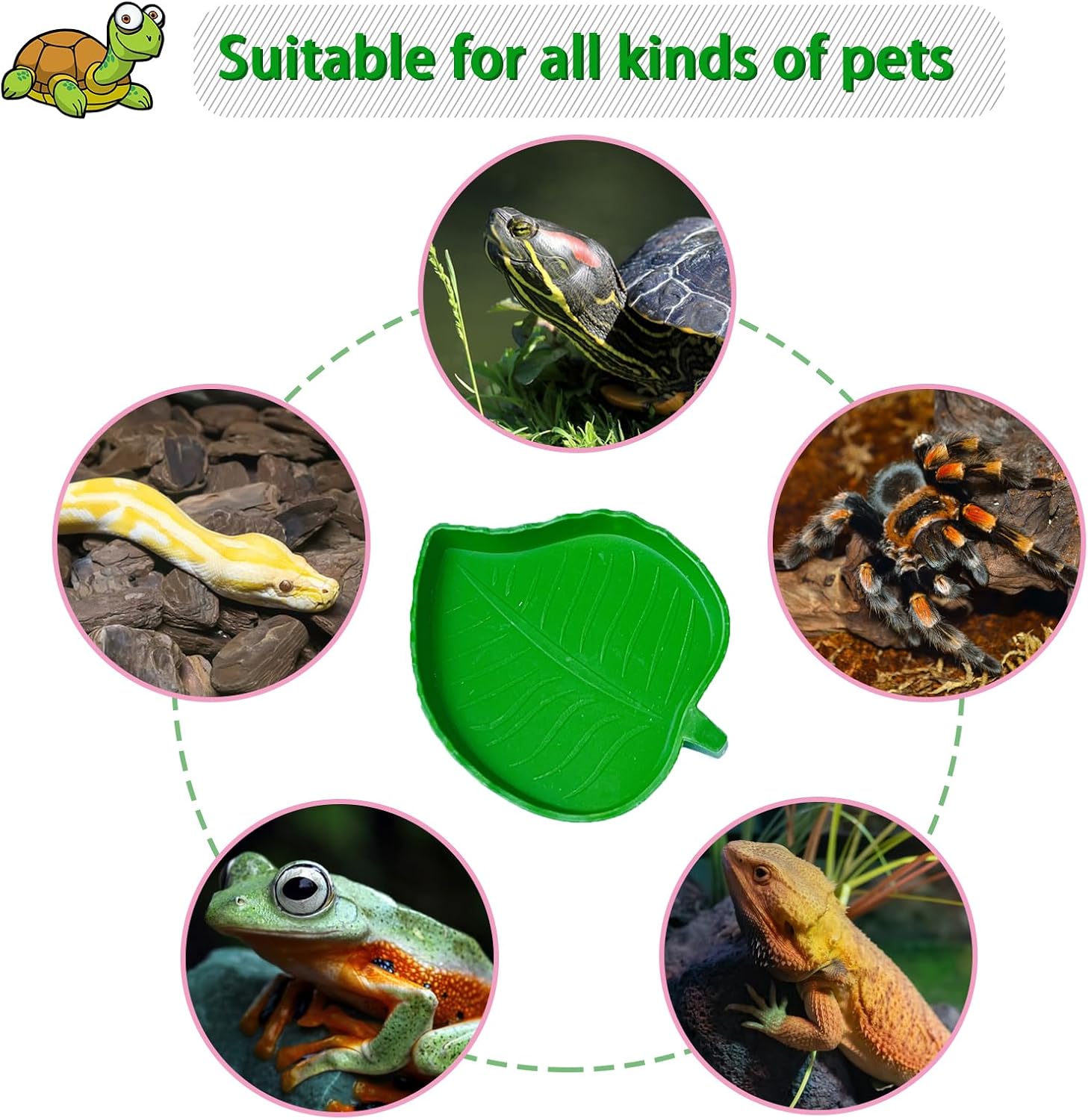 NGORAY Tortoise Feeding Dish with Ramp and Basking-Platform - Leaf Tortoise Water Food Bowls, Reptile Water Dish Amphibians Habitat, Reptile Water Bowl Fit for Amphibians with Forcep Cleaning Clip - Image 5