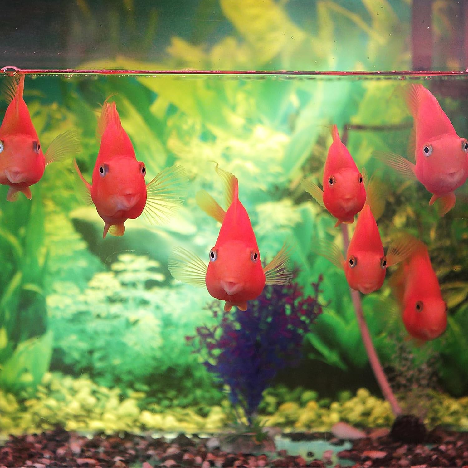 AQUANEAT Fish Tank Breeder 2 pcs Small Mesh Net Fry Saver Aquarium Spawn Hatchery Isolation with Suction Cups - Image 4