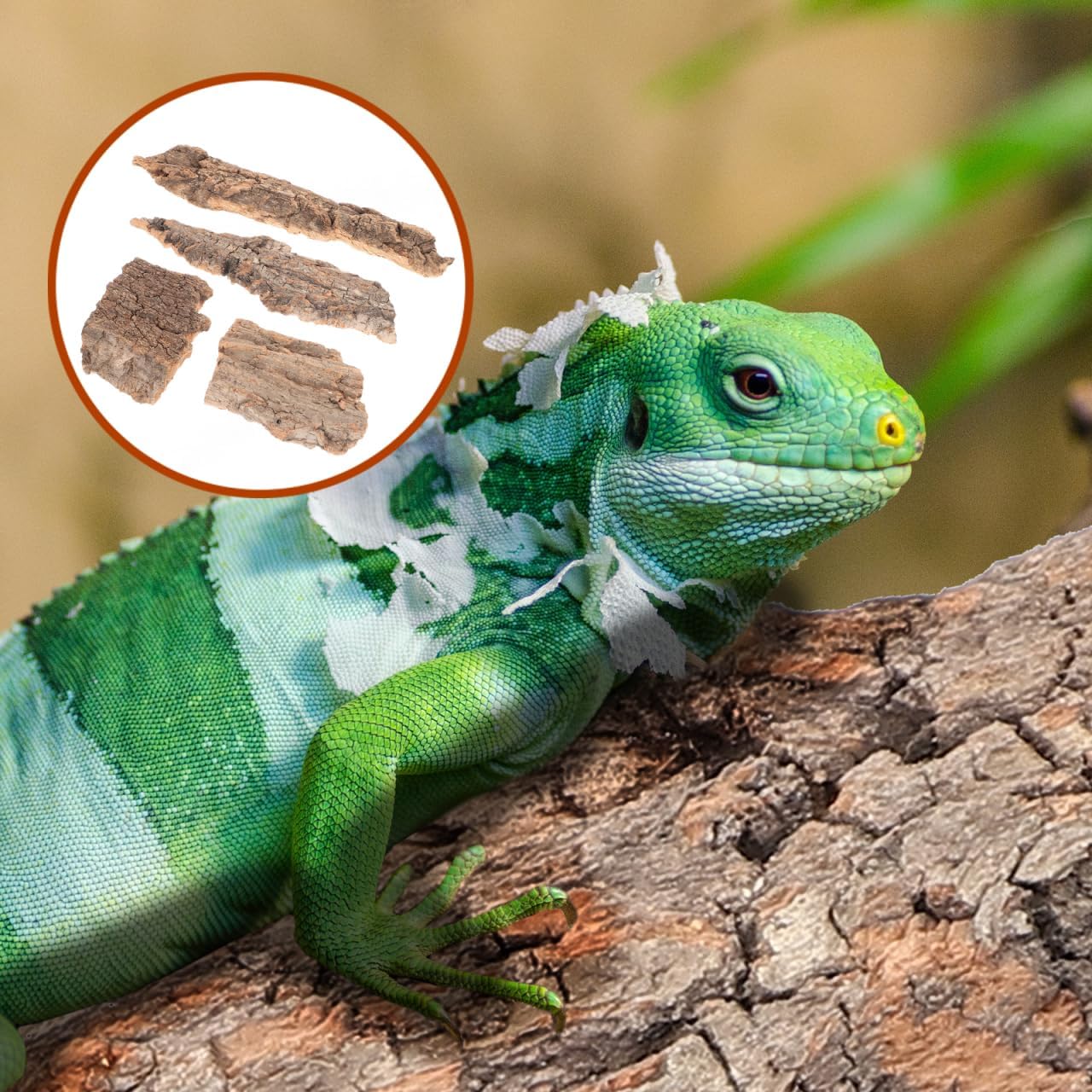 IMIKEYA 4Pcs Reptile Tree Bark Reptile Hides: Natural Wood Cork Bark Gecko Hide Small Climbing Barks Terrarium Decor Lizard Geckos Tortoise Birdcage Tank Accessories Water Tube Landscaping - Image 2