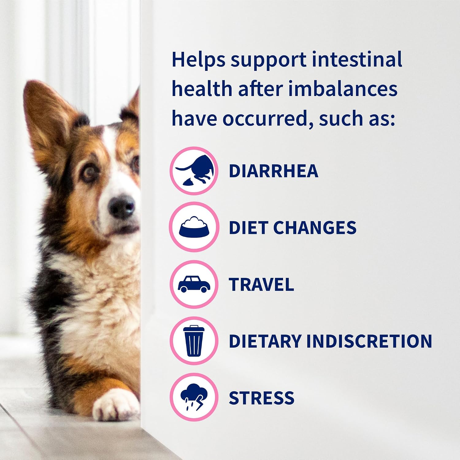 Nutramax Proviable Probiotics for Dogs and Cats, Daily Digestive Health Supplement with Multiple Strains of Bacteria, Cat and Dog Probiotics Plus Prebiotics, 80 Capsules - Image 7