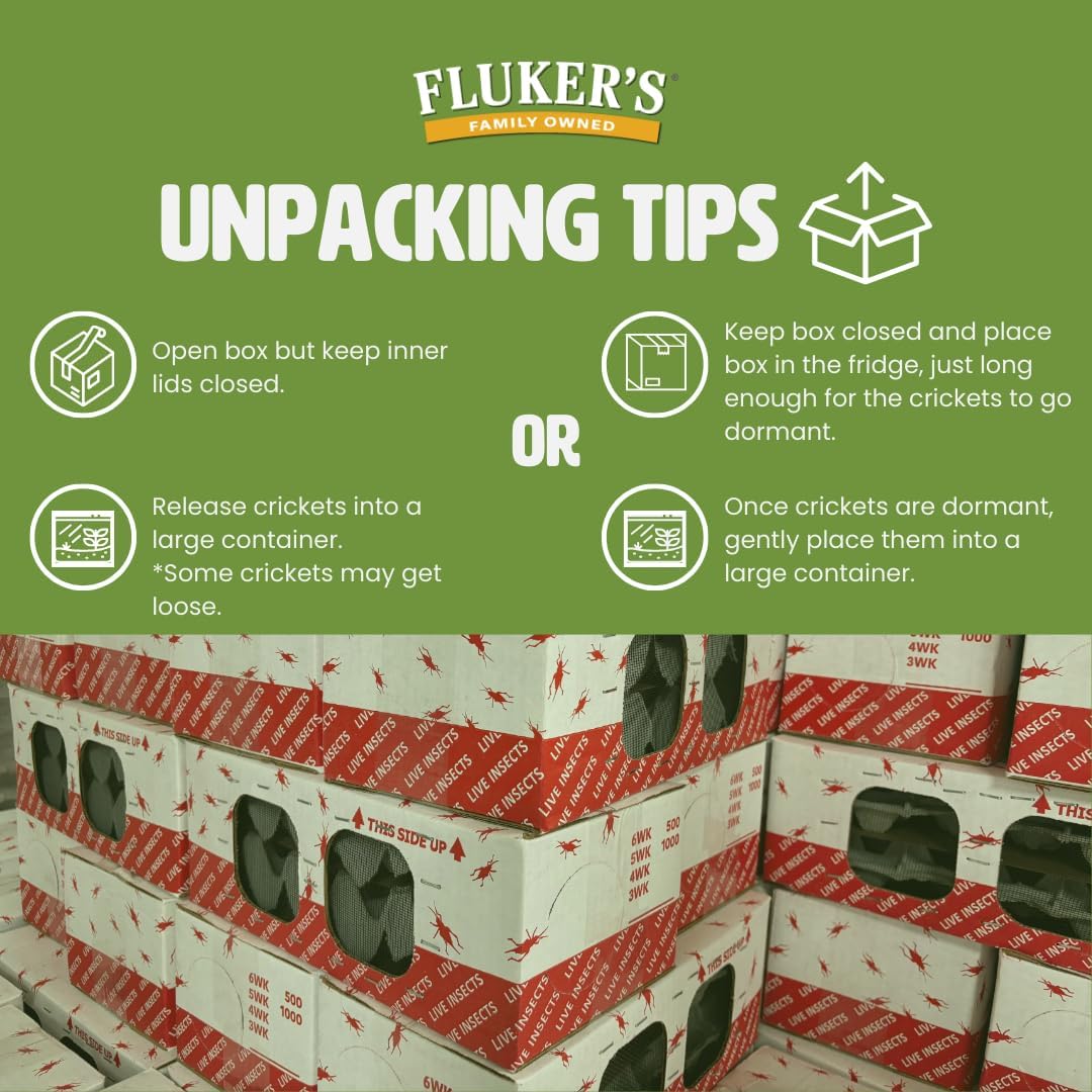 Fluker's Live Crickets, 100 Count Feeder Insects for Reptiles, Chickens, and Birds, Large (Approx. 3/4") - Image 4