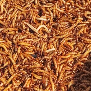 Superworm 300 Live Superworms (Larg...