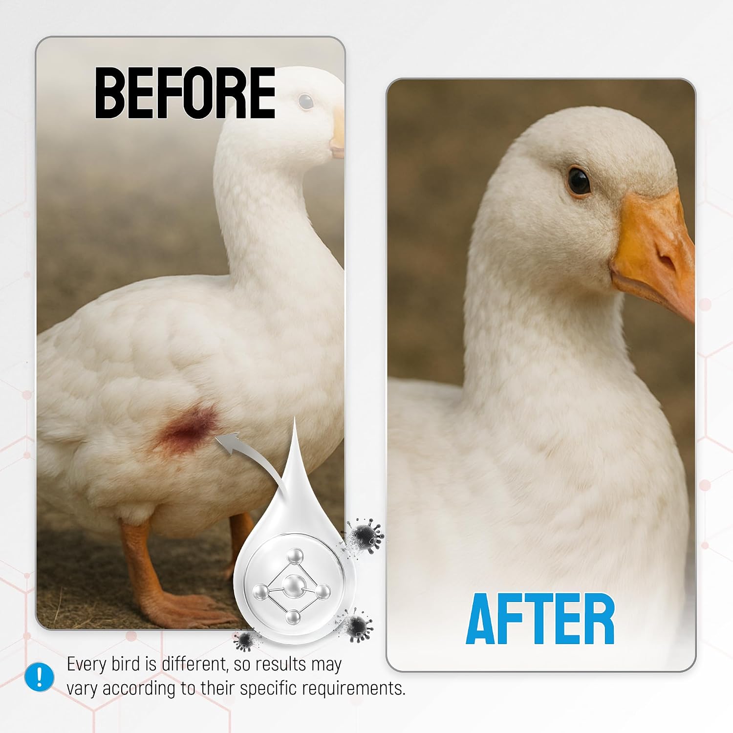 SILVER GRADE Wound Spray for Chicken – Birds & Chicken Antibiotics Alternative to Help with Pecking Sores, Bumblefoot, Cuts – Poultry Spray with Silver – GMOs Free – 4-Oz Bottle - Image 7