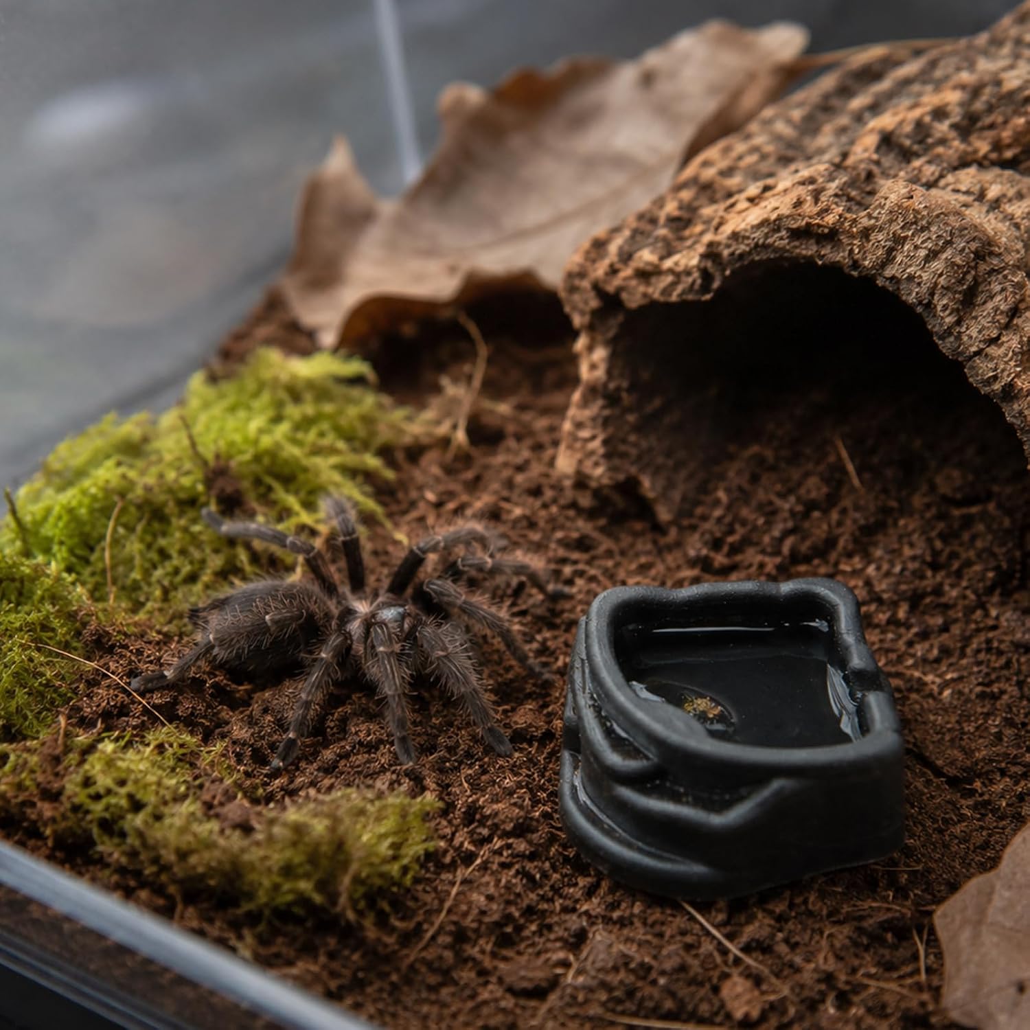 6 Pcs Spider Micro Water Bowls, Mini Resin Dish for Tarantula, Spider, Millipede and Tiny Reptiles, Food/Water Dish for Enclosure Accessories (1.65" D, 0.59" H) - Image 6