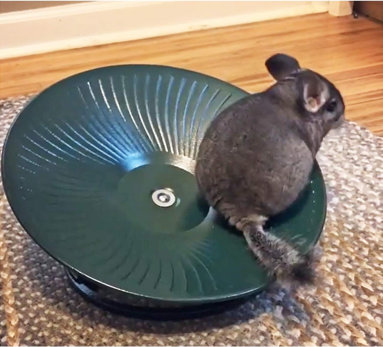 Treadmill Wheel 14" Black - All Metal Exercise Wheel for Chinchillas, Prairie Dogs, Rats, Hedgehogs, Sugar Gliders, Squirrels, Degus, Hamsters & Other Small Animals - Smooth, Fast, Silent, Durable - Image 4