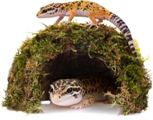 Reptile Hides and Caves – Leopard...
