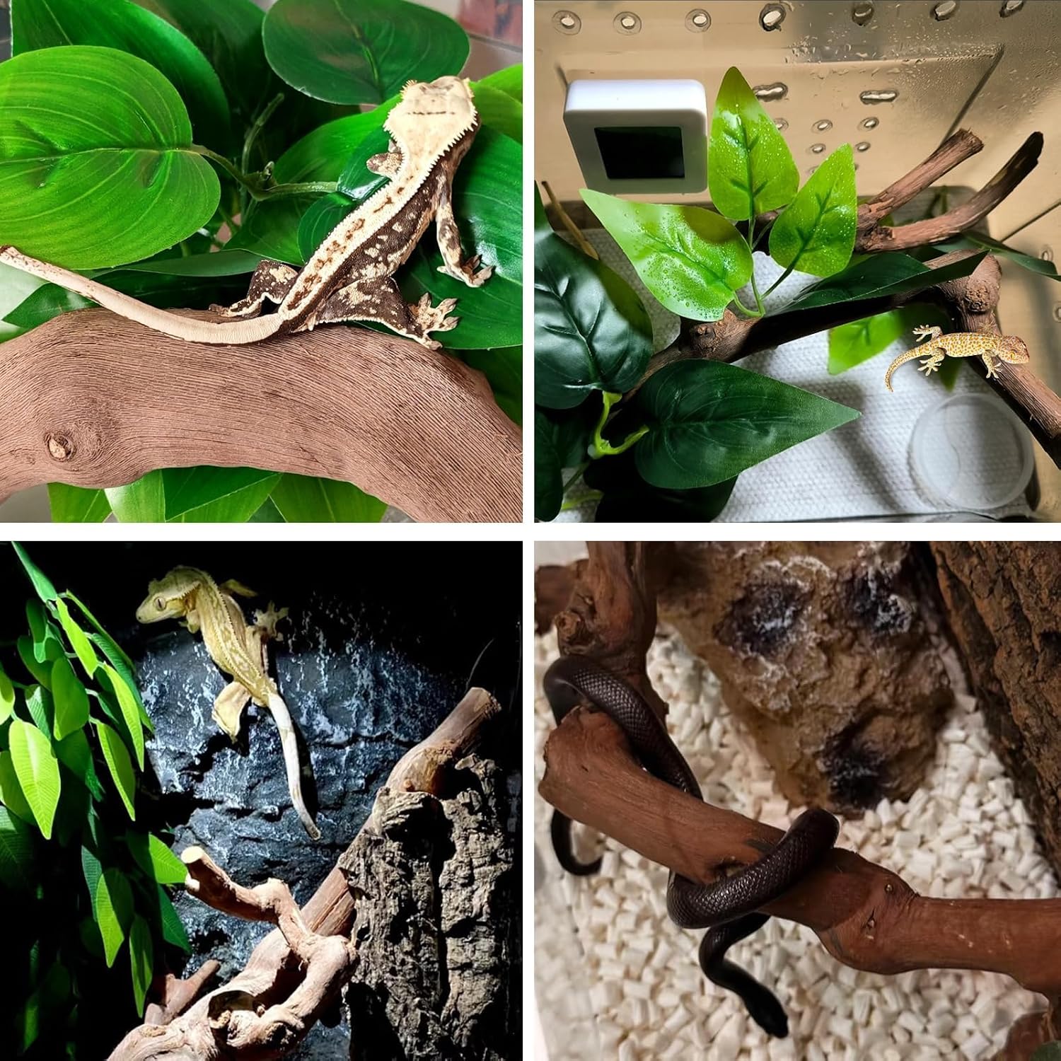 BNOSDM 2PCS Reptile Wood Branches Decor,Lizard Habitat Natural Wood Decoration,Snake Climbing Branch Accessories,Terrarium Tree Trunk Ornament for Bearded Dragon Gecko Frog Chameleon Spider - Image 6