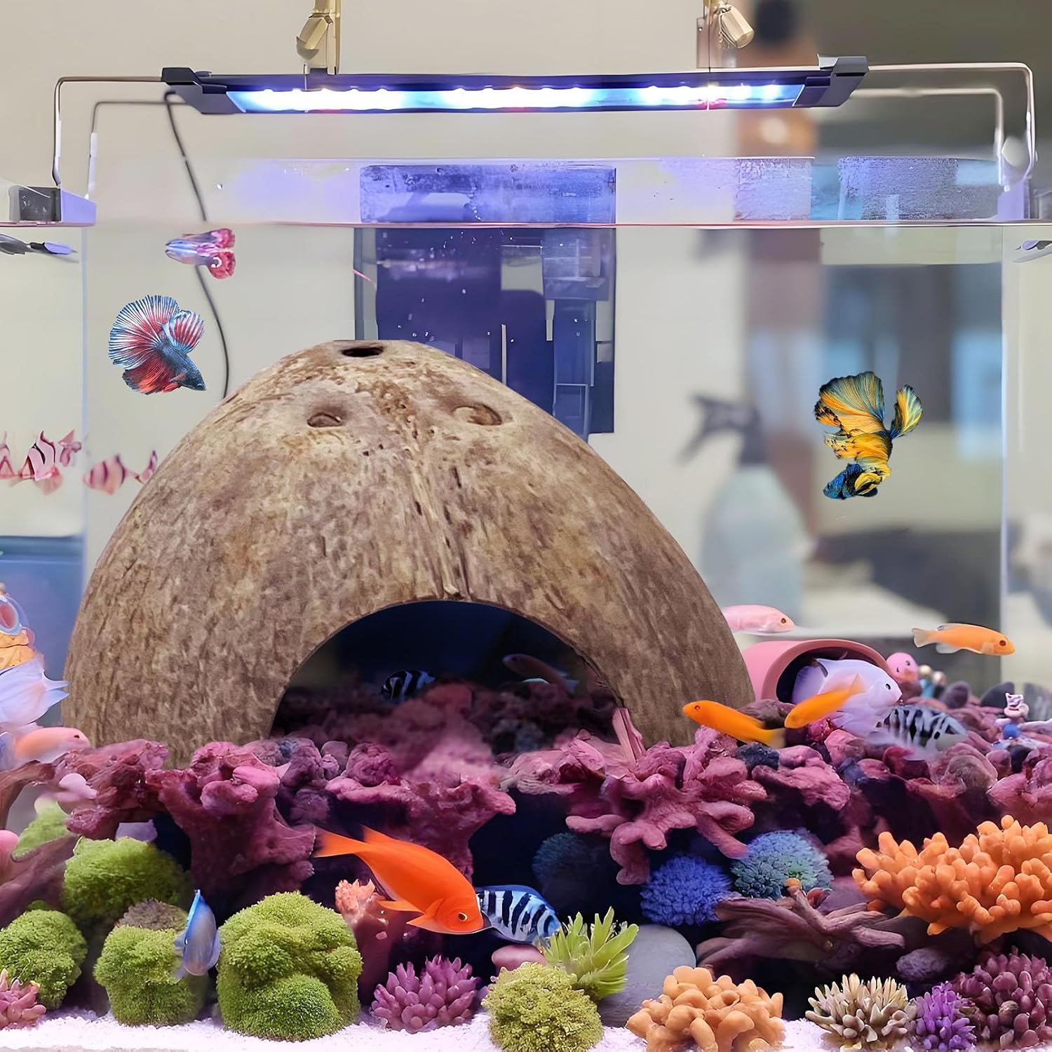 Hamiledyi 7 Pcs Reptile Hideouts Natural Coconut Shells Hut Leopard Gecko Tank Accessories for Aquarium Fish Hermit Crab Hide Cave Small Snake Tarantulas Lizard Chameleon (Without Fiber) - Image 4