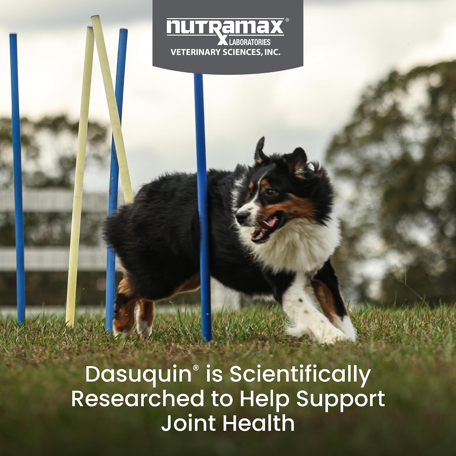 Nutramax Dasuquin for Large Dogs, Joint Health Supplement, Contains Glucosamine for Dogs, Plus Chondroitin, ASU, MSM and More, Supports Healthy Joints, Soft Chews, 42 Count - Image 2