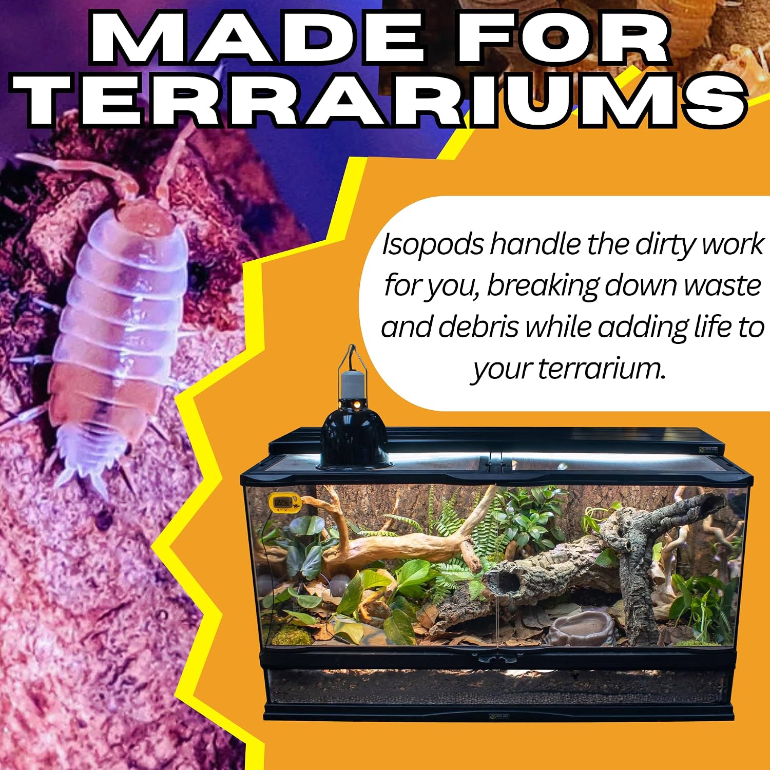 Live 10ct Powder Orange Cream Isopods (Porcellionides Pruinosus) Cleanup Crew & Reptile Food - by TC INSECTS - Image 4