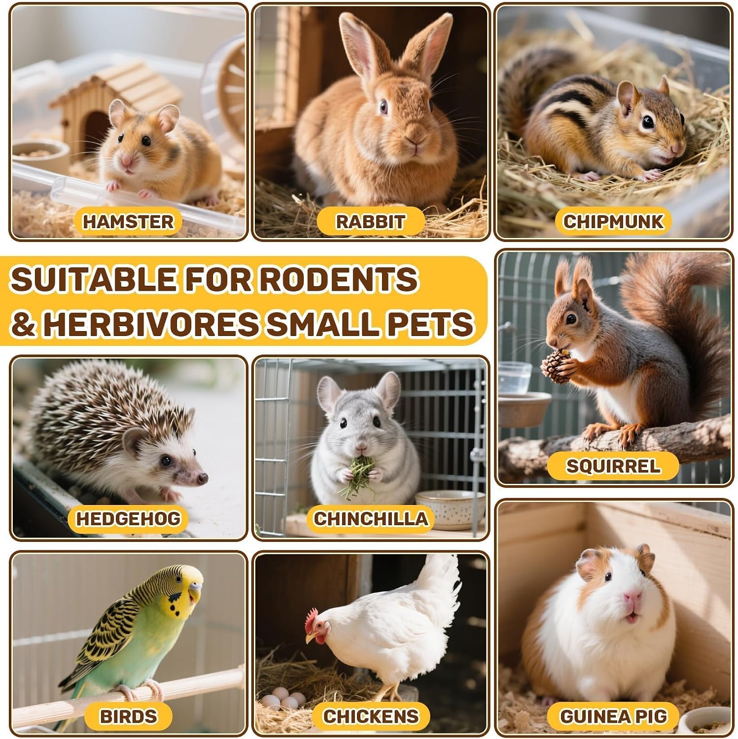 Sukh 5.64oz Natural Botanical Rabbit Treats for Guinea Pig & Hamster | 160g Healthy Natural Mixed Freeze Dried Vegetable,Flower & Fruit Hamster Treat for Bunny,Guinea Pig,Hamster,Chinchilla,Gerbil - Image 4