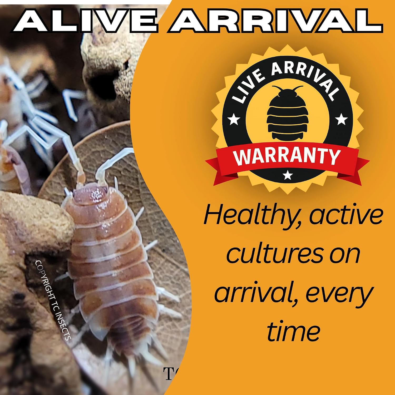 Live 10ct Powder Orange Cream Isopods (Porcellionides Pruinosus) Cleanup Crew & Reptile Food - by TC INSECTS - Image 6
