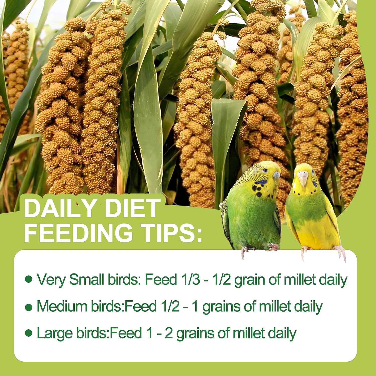2LB Spray Millet Bird Treat for Parakeets, Natural Sun-Dried Birds Millet Spray for Parrots, Finches, Cockatiel, Budgie & Hamster, Bird Food Bulk - Image 7