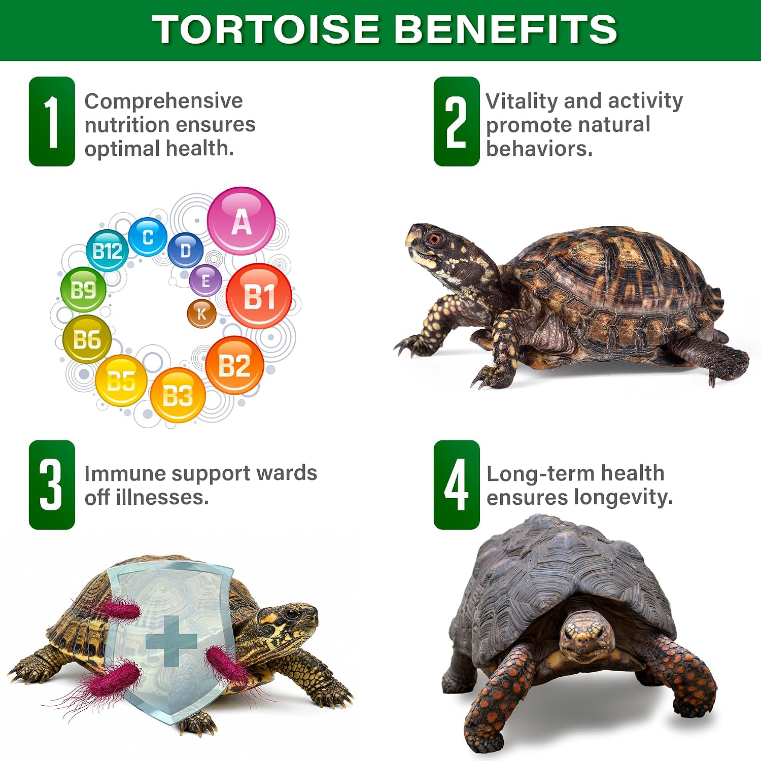 Gargeer Forest Jump - Forest Tortoise Multivitamin & Mineral Powder 2oz, Probiotics, Calcium & Vitamins for Red Foot, Yellow Foot & Hingeback Tortoises & All Forest Tortoises. Made in the USA. Enjoy! - Image 3