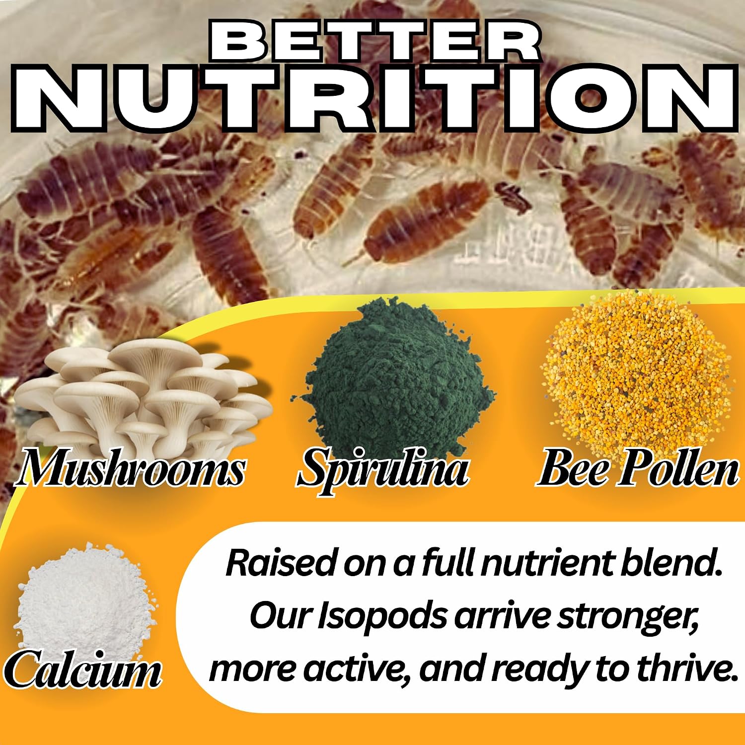Live 10ct Powder Orange Cream Isopods (Porcellionides Pruinosus) Cleanup Crew & Reptile Food - by TC INSECTS - Image 5