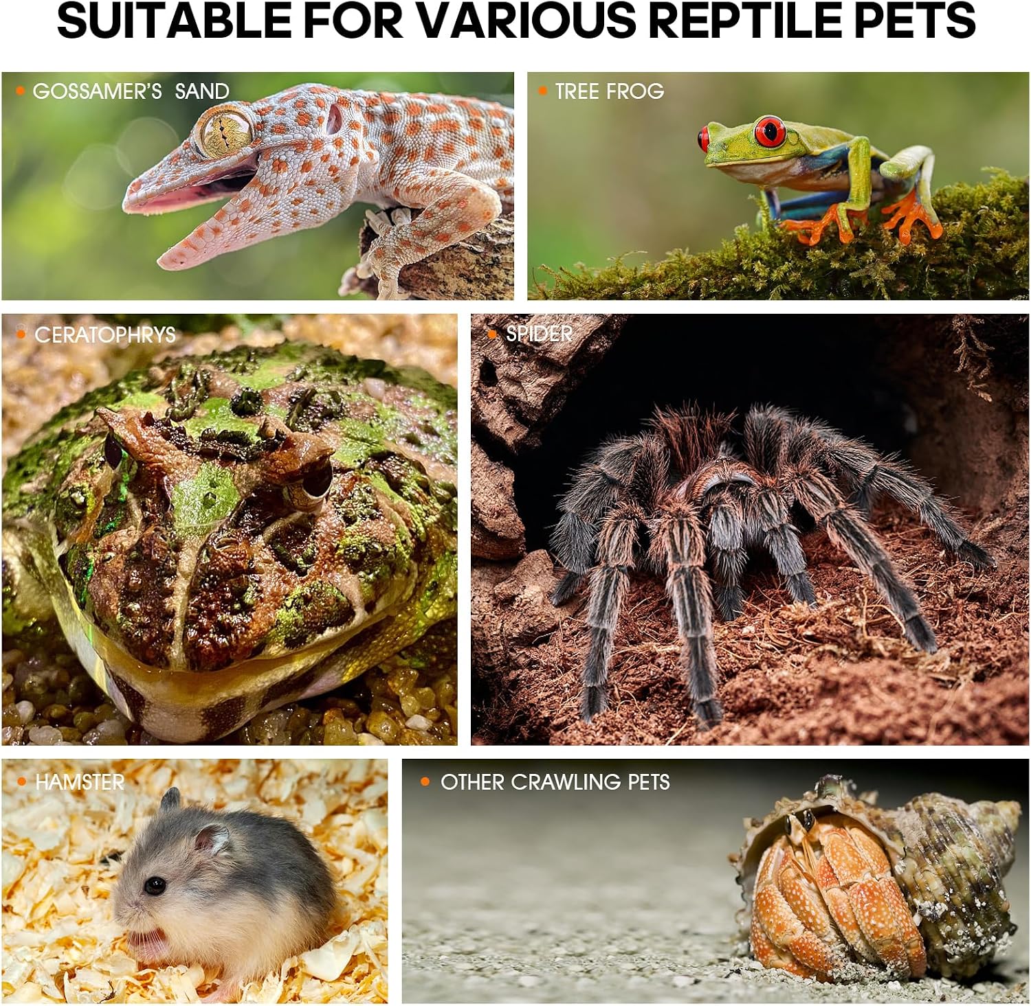 Acrylic Jumping Spider Habitat, Insect Terrarium, Bug Enclosure, Praying Mantis Habitat, Frog Enclosure - Image 7